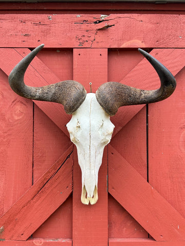 Gnu Skull - # 4 Real Big, Mature Old Wildebeest Skull African Antelope Horns + Skull/ Gnu Skull / Blue Wildebeest Skull