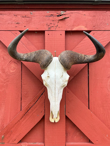 Gnu Skull - # 4 Real Big, Mature Old Wildebeest Skull African Antelope Horns + Skull/ Gnu Skull / Blue Wildebeest Skull