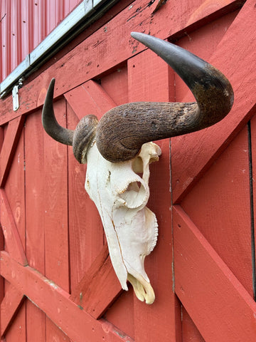 Gnu Skull - # 4 Real Big, Mature Old Wildebeest Skull African Antelope Horns + Skull/ Gnu Skull / Blue Wildebeest Skull