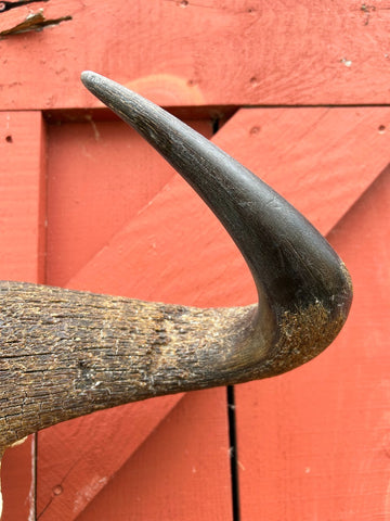 Gnu Skull - # 4 Real Big, Mature Old Wildebeest Skull African Antelope Horns + Skull/ Gnu Skull / Blue Wildebeest Skull