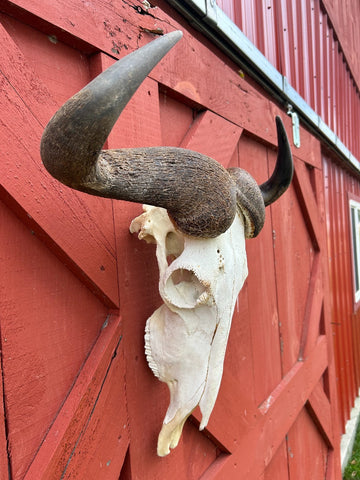 Gnu Skull - # 4 Real Big, Mature Old Wildebeest Skull African Antelope Horns + Skull/ Gnu Skull / Blue Wildebeest Skull