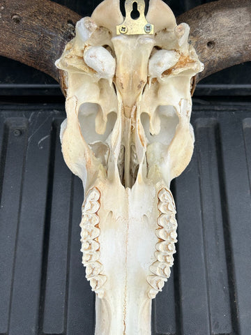 Gnu Skull - # 4 Real Big, Mature Old Wildebeest Skull African Antelope Horns + Skull/ Gnu Skull / Blue Wildebeest Skull