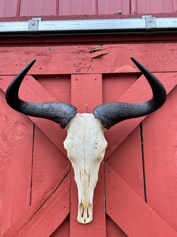 Giant Gnu Skull - Real Wildebeest Skull African Antelope Horns # 3+ Skull/ Gnu Skull / Blue Wildebeest Skull