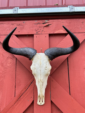 Giant Gnu Skull - Real Wildebeest Skull African Antelope Horns # 3+ Skull/ Gnu Skull / Blue Wildebeest Skull