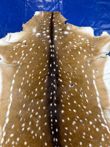 2nd Grade Axis Deer Skin (multiple little holes) Size: 49x41" C-1866