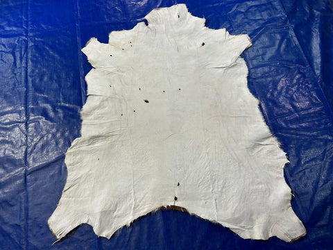 2nd Grade Axis Deer Skin (multiple little holes) Size: 49x41" C-1866