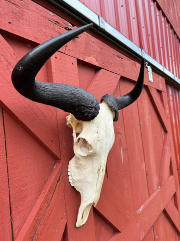 Giant Gnu Skull - Real Wildebeest Skull African Antelope Horns # 3+ Skull/ Gnu Skull / Blue Wildebeest Skull