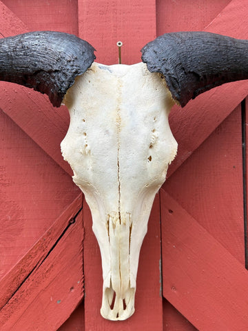 Giant Gnu Skull - Real Wildebeest Skull African Antelope Horns # 3+ Skull/ Gnu Skull / Blue Wildebeest Skull