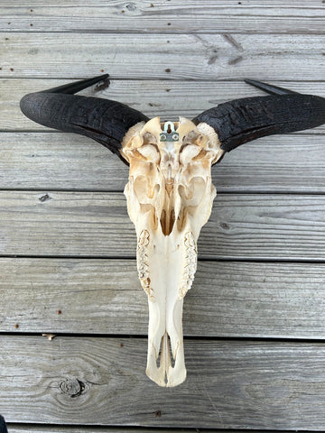 Giant Gnu Skull - Real Wildebeest Skull African Antelope Horns # 3+ Skull/ Gnu Skull / Blue Wildebeest Skull