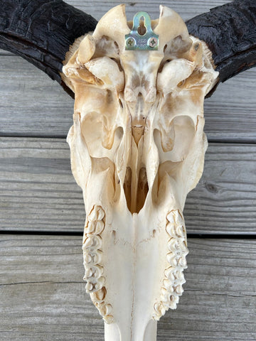 Giant Gnu Skull - Real Wildebeest Skull African Antelope Horns # 3+ Skull/ Gnu Skull / Blue Wildebeest Skull