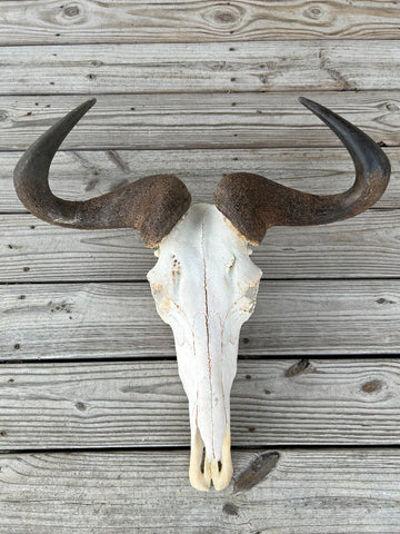 Gnu Skull - # 4 Real Big, Mature Old Wildebeest Skull African Antelope Horns + Skull/ Gnu Skull / Blue Wildebeest Skull