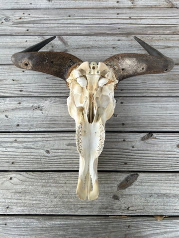 Gnu Skull - # 4 Real Big, Mature Old Wildebeest Skull African Antelope Horns + Skull/ Gnu Skull / Blue Wildebeest Skull