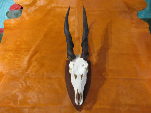 Eland Skull - Real African Antelope Horns and skull- African Trophy Male Eland Cranium - Huge Horns