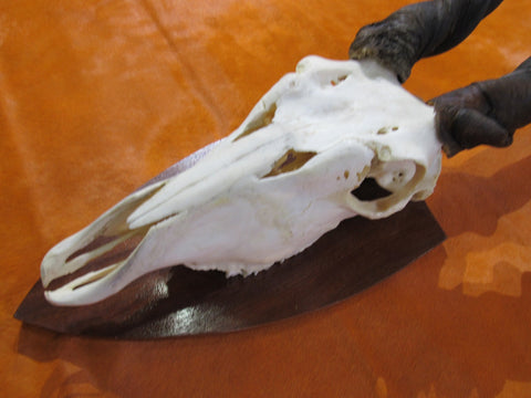 Eland Skull - Real African Antelope Horns and skull- African Trophy Male Eland Cranium - Huge Horns