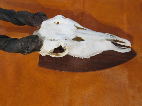 Eland Skull - Real African Antelope Horns and skull- African Trophy Male Eland Cranium - Huge Horns