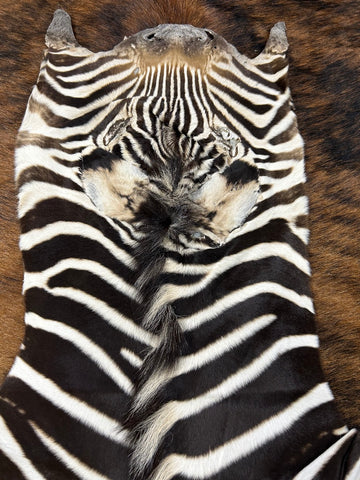 Real Zebra Skin Rug - Size 45X22" - New MINI Baby Burchell's Zebra Hide #135