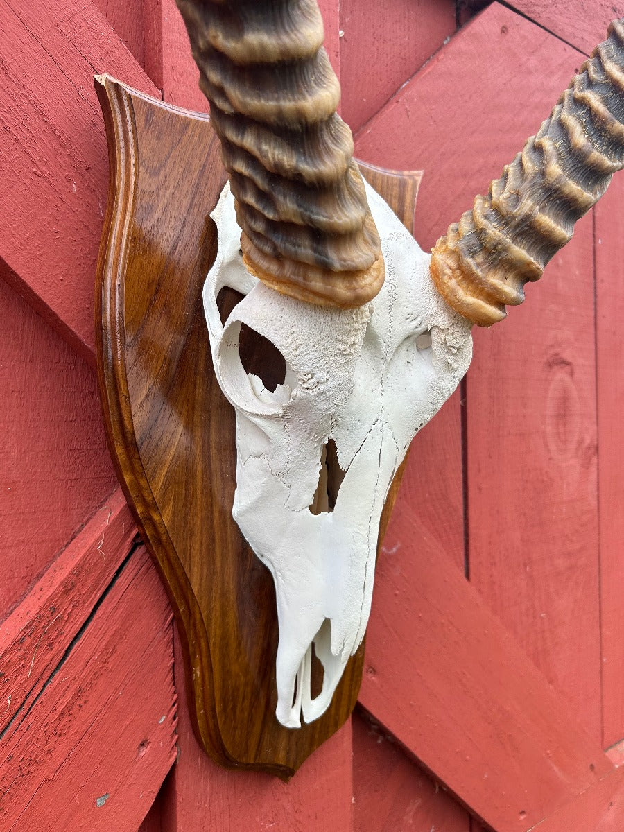 Giant Waterbuck Skull Real African Antelope Horn + Skull (Horns are around 25 and 25 inches measured around the curvature)