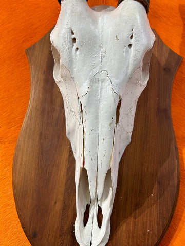 Oryx Skull - African Antelope Horn + Gemsbok Skull (Horns are around 32 and 7 inches)
