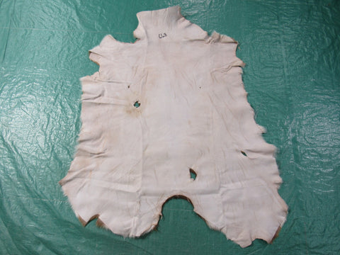 Second Grade Axis Deer Hide (some holes) Size: 47x39" Axis-668