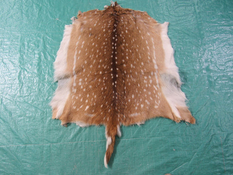 Rug Grade Juvenile Axis Deer Hide (long tail - 7") - Size: 27"x27" Axis-669