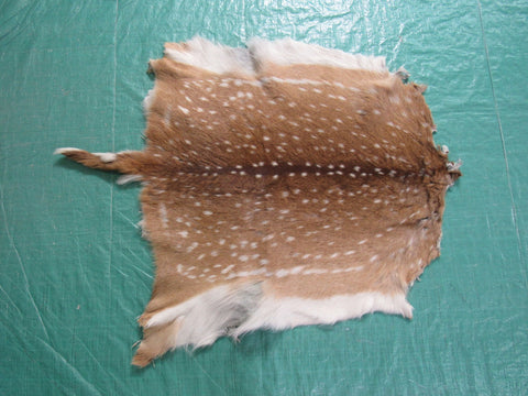 Rug Grade Juvenile Axis Deer Hide (long tail - 7") - Size: 27"x27" Axis-669