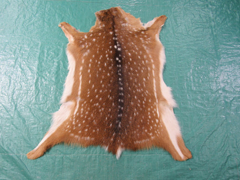 Young Axis Deer Skin (perfect quality) Size: 34x32" Axis-671