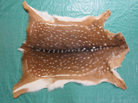 Young Axis Deer Skin (perfect quality) Size: 34x32" Axis-671