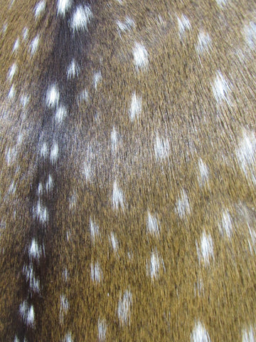 Young Axis Deer Skin (perfect quality) Size: 34x32" Axis-671