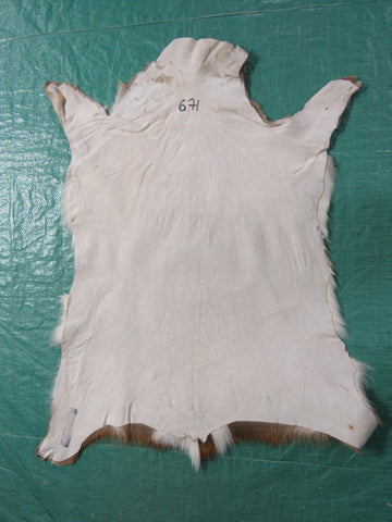 Young Axis Deer Skin (perfect quality) Size: 34x32" Axis-671