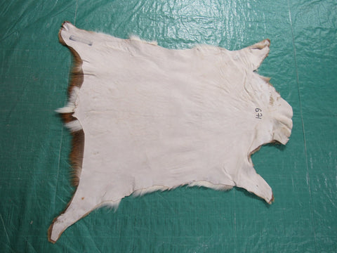 Young Axis Deer Skin (perfect quality) Size: 34x32" Axis-671