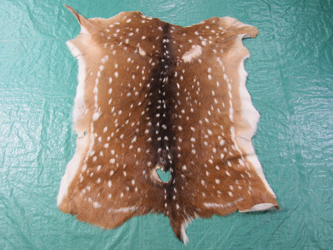 2nd Grade Axis Deer Skin Size: 35x33" Axis-674