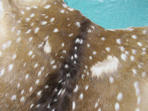 2nd Grade Axis Deer Skin Size: 35x33" Axis-674