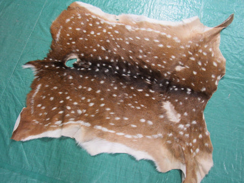 2nd Grade Axis Deer Skin Size: 35x33" Axis-674