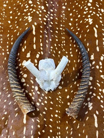 Waterbuck Skull Real African Antelope Horn + Skull (Horns are around 26 and 25 inches measured around the curls)