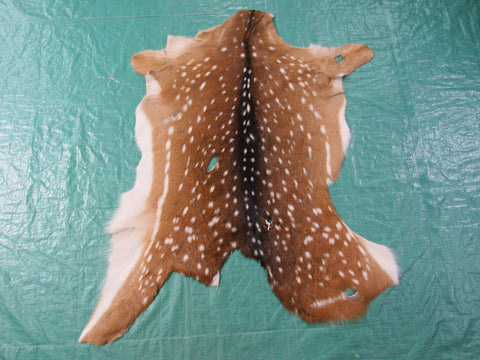 2nd Grade JUVENILE Axis Deer Skin Size: 35x30" Axis-676