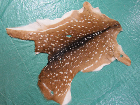 2nd Grade JUVENILE Axis Deer Skin Size: 35x30" Axis-676