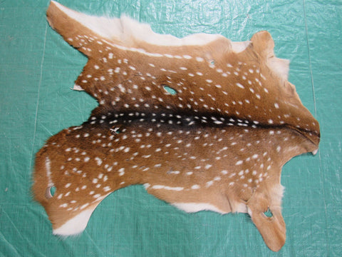 2nd Grade JUVENILE Axis Deer Skin Size: 35x30" Axis-676