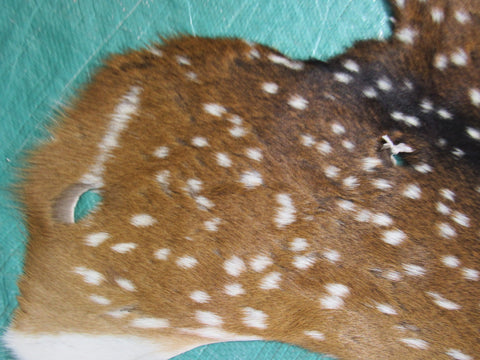 2nd Grade JUVENILE Axis Deer Skin Size: 35x30" Axis-676