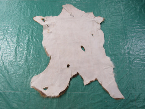 2nd Grade JUVENILE Axis Deer Skin Size: 35x30" Axis-676