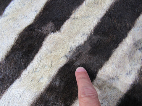 Zebra Skin Rug # 108 (a few scars/Tail is 30") Size: 8x6 feet