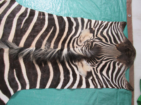 Zebra Skin Rug # 108 (a few scars/Tail is 30") Size: 8x6 feet