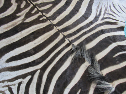 Zebra Skin Rug # 108 (a few scars/Tail is 30") Size: 8x6 feet