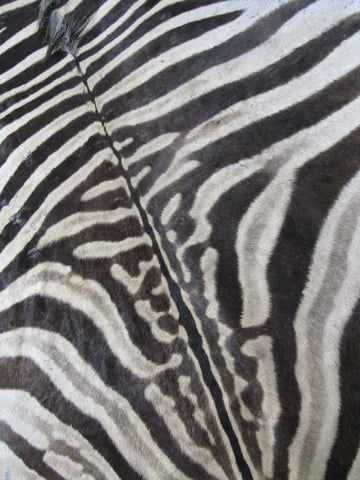 Zebra Skin Rug # 108 (a few scars/Tail is 30") Size: 8x6 feet