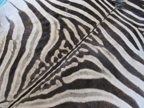 Zebra Skin Rug # 108 (a few scars/Tail is 30") Size: 8x6 feet