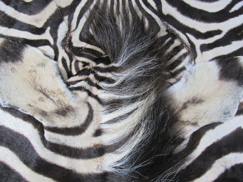 Zebra Skin Rug # 108 (a few scars/Tail is 30") Size: 8x6 feet