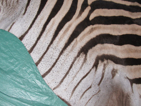 Zebra Skin Rug # 109 (lots of specs/awesome tail 27"/Nice full mane) Size: 7.5x6.7 feet