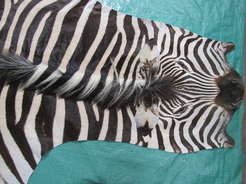 Zebra Skin Rug # 109 (lots of specs/awesome tail 27"/Nice full mane) Size: 7.5x6.7 feet