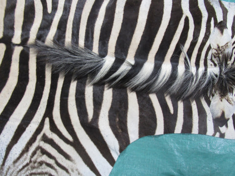 Zebra Skin Rug # 109 (lots of specs/awesome tail 27"/Nice full mane) Size: 7.5x6.7 feet