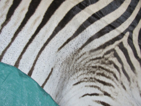 Zebra Skin Rug # 109 (lots of specs/awesome tail 27"/Nice full mane) Size: 7.5x6.7 feet