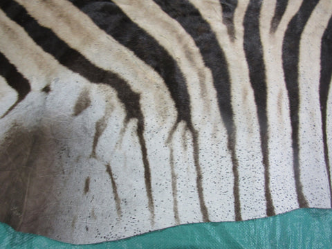 Zebra Skin Rug # 109 (lots of specs/awesome tail 27"/Nice full mane) Size: 7.5x6.7 feet